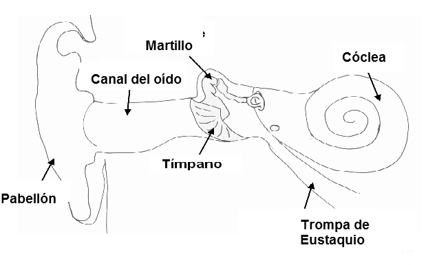 Figura 2 - Estructura del oído
