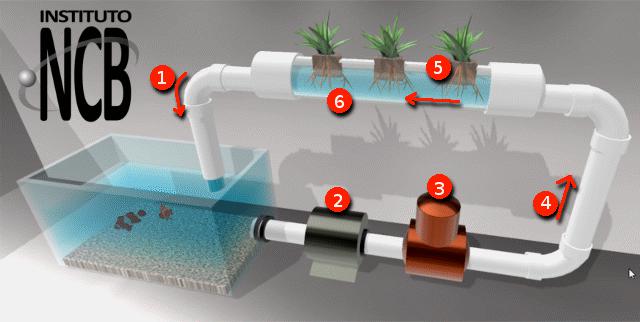 Figura 1 - Sistema acuaponico - peces y plantas: (1) Agua purificada; (2) Bomba; (3) Filtro; (4) Aguas residuales; (5) Balsa de alimentación - soporte flotante; (6) Roaos/raíces en el agua.
