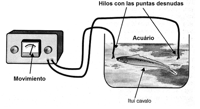 Figura 3 - Investigación con peces en acuarios
