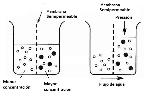 Figura 1- Flujo de agua a través de membrana semipermeable
