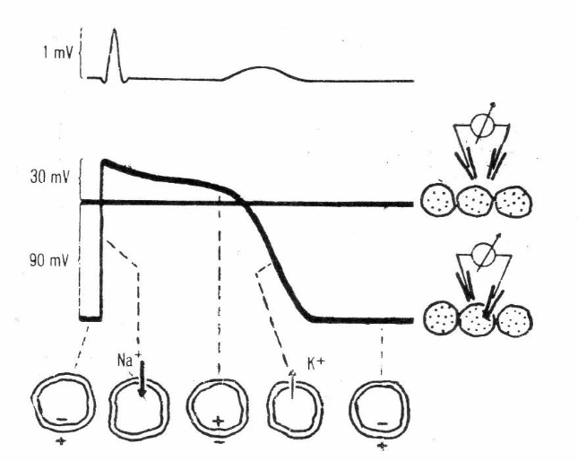 Figura 1 – Electroquímica móvil Potencial de acción de una fibra muscular cardiaca 
