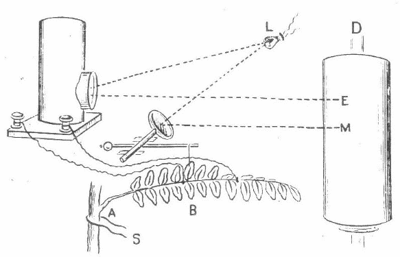Figura 5 – Equipo empleado por el pesquidor Bose para el registro de la actividad eléctrica y mecánica del vegetal
